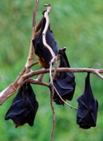 Kalon australsky - Pteropus poliocephalus - Gray-headed Flying Fox o1641